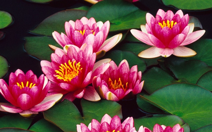 연못에 핑크 로터스 꽃 배경 화면 그림