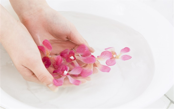 핑크 난초 꽃 꽃잎, 물, 손 배경 화면 그림