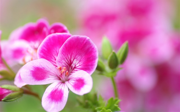 핑크 흰색 꽃잎 꽃 확대 배경 화면 그림
