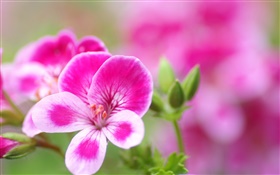 핑크 흰색 꽃잎 꽃 확대 HD 배경 화면