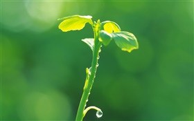 식물은 근접 촬영, 녹색, 봄, 이슬을 싹 HD 배경 화면