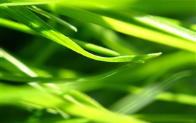 식물 근접 촬영, 잔디, 녹색 HD 배경 화면