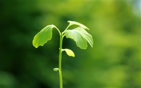 식물 근접 촬영, 녹색, 봄, 나뭇잎 HD 배경 화면