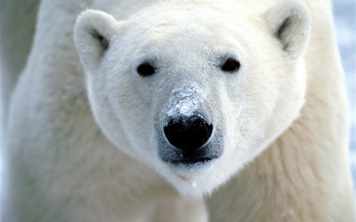 북극곰의 얼굴 클로즈업 배경 화면 그림