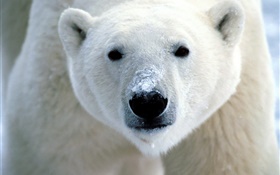 북극곰의 얼굴 클로즈업