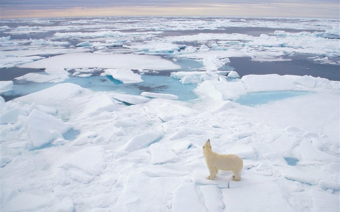 바다 북극곰 모양, 두꺼운 눈 배경 화면 그림