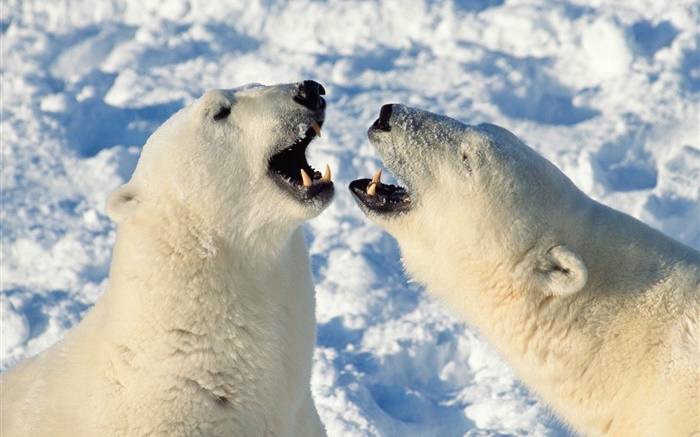 북극곰 하품 배경 화면 그림