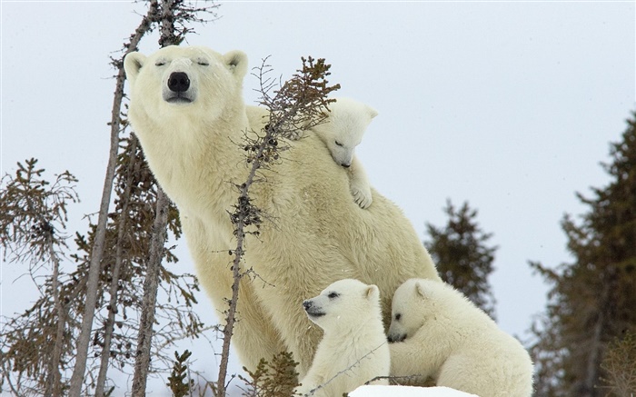 북극곰 가족, 눈, 새끼 곰 배경 화면 그림