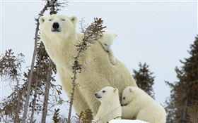 북극곰 가족, 눈, 새끼 곰 HD 배경 화면