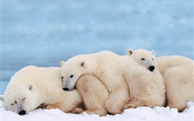 북극곰은 따뜻한 수면을 위해 함께 개최 HD 배경 화면