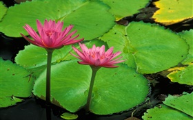 연못, 녹색 잎, 핑크 로터스 HD 배경 화면