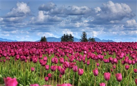 보라색 튤립 꽃 필드, 구름, 나무, 황혼 HD 배경 화면