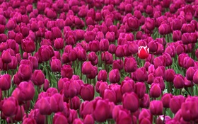 보라색 튤립 꽃 필드 HD 배경 화면