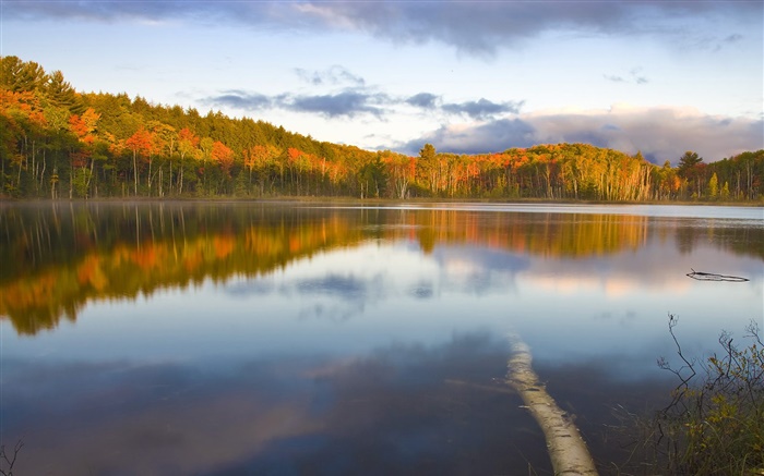 조용한 호수, 나무, 안개, 아침, 가을 배경 화면 그림