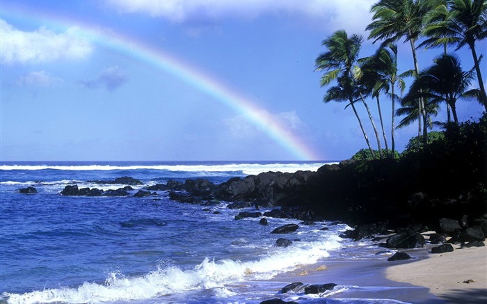 레인보우, 푸른 바다, 해안, 야자수, 하와이, 미국 배경 화면 그림