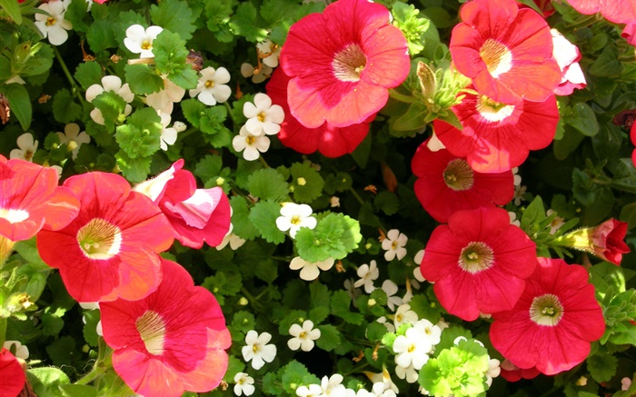빨간색과 흰색 꽃 근접 배경 화면 그림