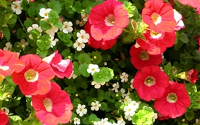 빨간색과 흰색 꽃 근접 HD 배경 화면