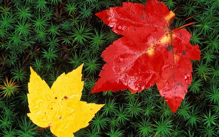빨간색과 노란색 단풍 나무 잎, 잔디, 가을 배경 화면 그림