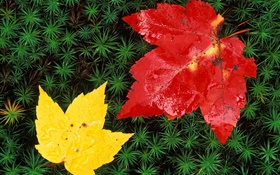 빨간색과 노란색 단풍 나무 잎, 잔디, 가을