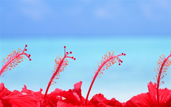 붉은 꽃, 푸른 하늘, 몰디브 배경 화면 그림