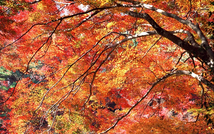 레드 가을, 나무 잎 배경 화면 그림