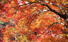 레드 가을, 나무 잎 HD 배경 화면