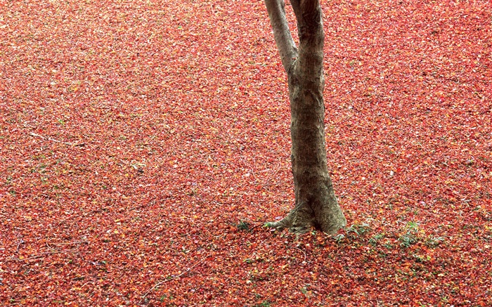 땅, 나무, 가을에 붉은 단풍 배경 화면 그림