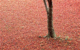 땅, 나무, 가을에 붉은 단풍
