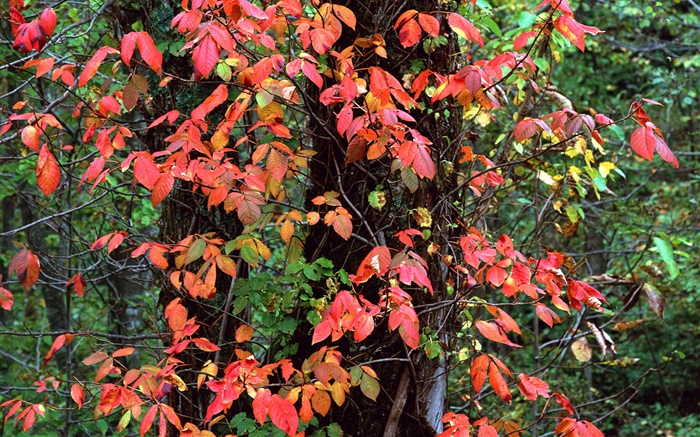 붉은 잎, 나무, 나뭇 가지, 가을 배경 화면 그림