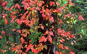 붉은 잎, 나무, 나뭇 가지, 가을 HD 배경 화면