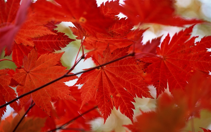 붉은 단풍 근접, 가을 단풍 배경 화면 그림