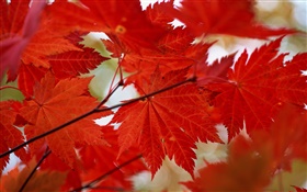 붉은 단풍 근접, 가을 단풍 HD 배경 화면