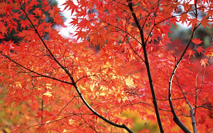 붉은 단풍, 가을, 도쿄, 일본 단풍 배경 화면 그림