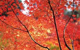 붉은 단풍, 가을, 도쿄, 일본 단풍 HD 배경 화면