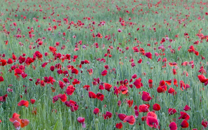 붉은 양귀비 꽃 필드 배경 화면 그림