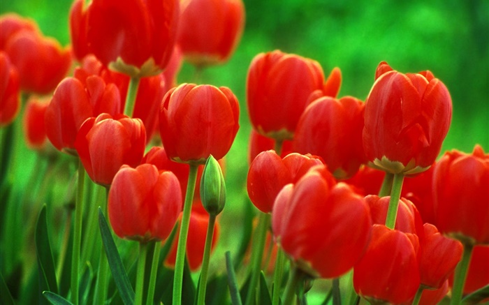 빨간 튤립 꽃, 정원, 녹색 배경 배경 화면 그림