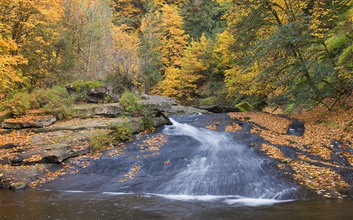 강, 나무, 가을 배경 화면 그림