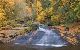 강, 나무, 가을 HD 배경 화면