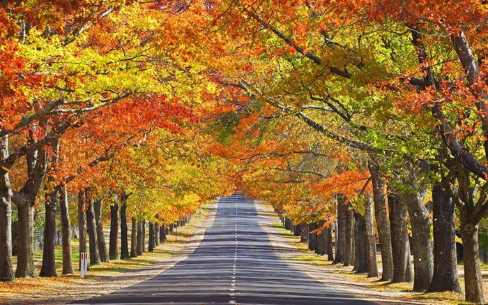도로, 나무, 붉은 단풍, 가을 배경 화면 그림