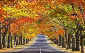 도로, 나무, 붉은 단풍, 가을