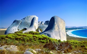 바위, 잔디, 해안, 푸른 바다, 호주