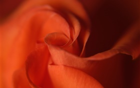 근접 촬영, 오렌지 컬러의 장미 꽃잎