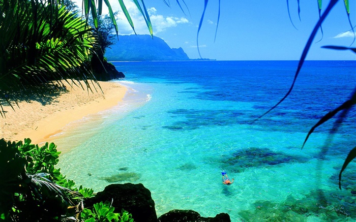 바다, 맑은 물, 해안, 수영, 하와이, 미국 배경 화면 그림