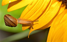 달팽이 근접 촬영, 해바라기 꽃잎