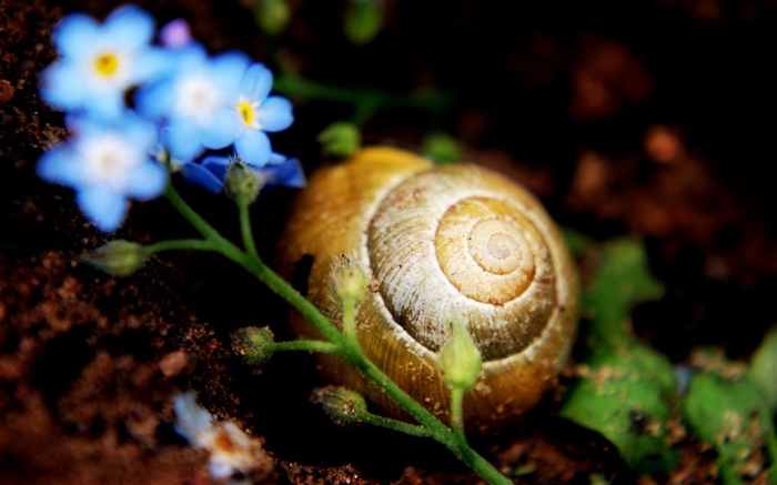 지상에 달팽이, 작은 파란색 꽃 배경 화면 그림