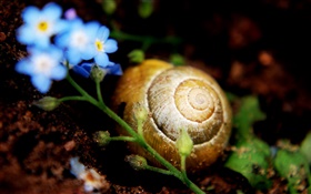 지상에 달팽이, 작은 파란색 꽃 HD 배경 화면