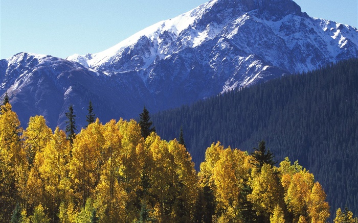 눈 산, 나무, 가을 배경 화면 그림