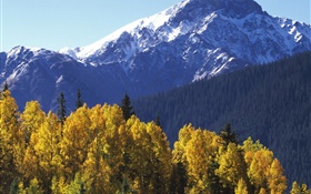 눈 산, 나무, 가을 HD 배경 화면