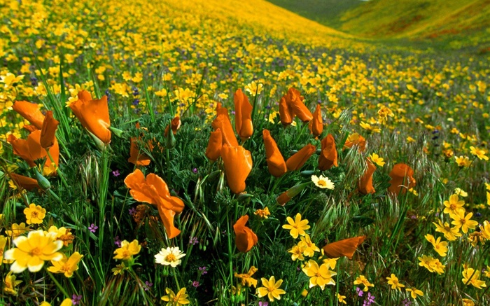 봄 꽃, 노란색 야생화 배경 화면 그림