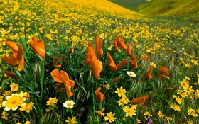 봄 꽃, 노란색 야생화 HD 배경 화면